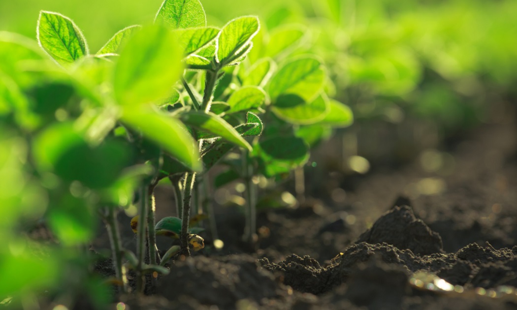 Producătorii agricoli invitați la masa rotundă „Producerea materialului săditor horticol de valoare biologică înaltă”