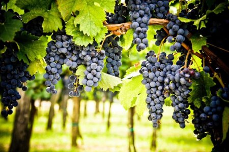 Cum să evităm intoxicarea cu dioxid de carbon în perioada fermentării vinului