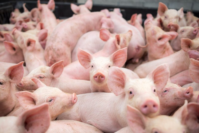 Vă informăm despre riscurile iminente și persistente privind aparitia Pestei Porcine Africane