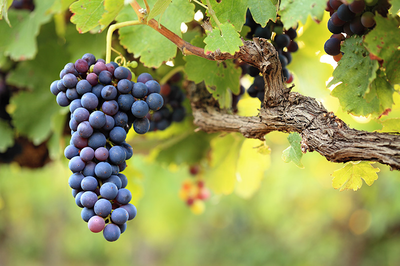 Registrul vitivinicol al Republicii Moldova