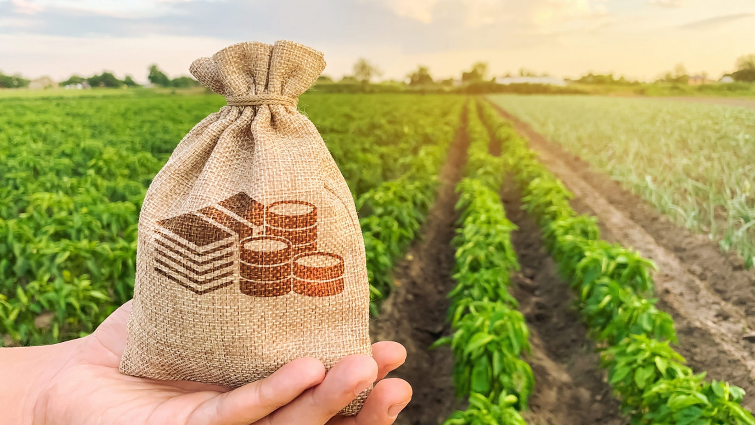 Ministerul Agriculturii și Industriei Alimentare a lansat procedura de depunere a cererilor pentru acordarea subvențiilor complementare